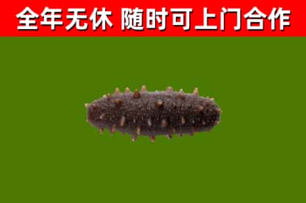亳州市烟酒回收干海参.jpg